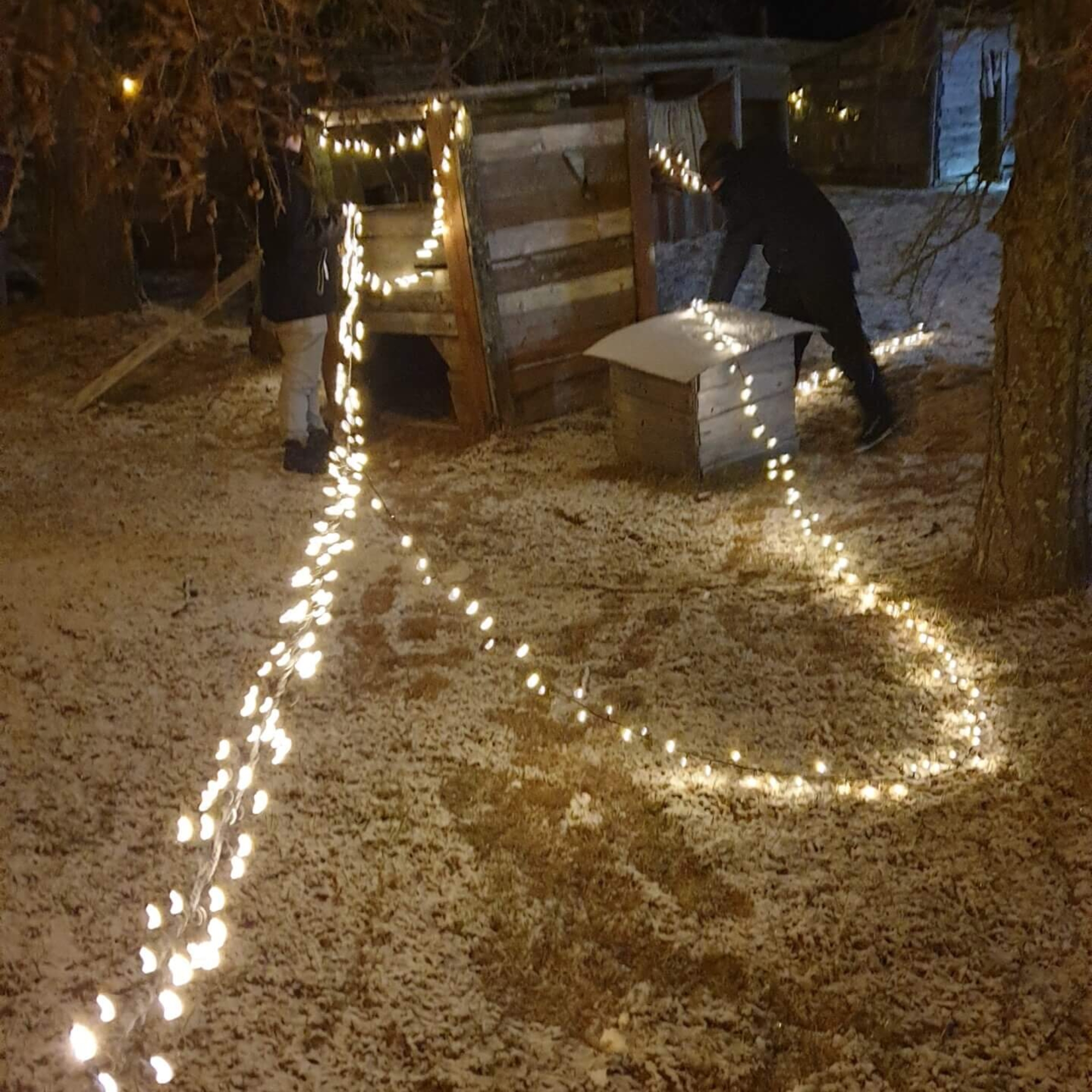 Ihminen laittamassa valonauhoja lumiselle pihamaalle ja puumajaan.