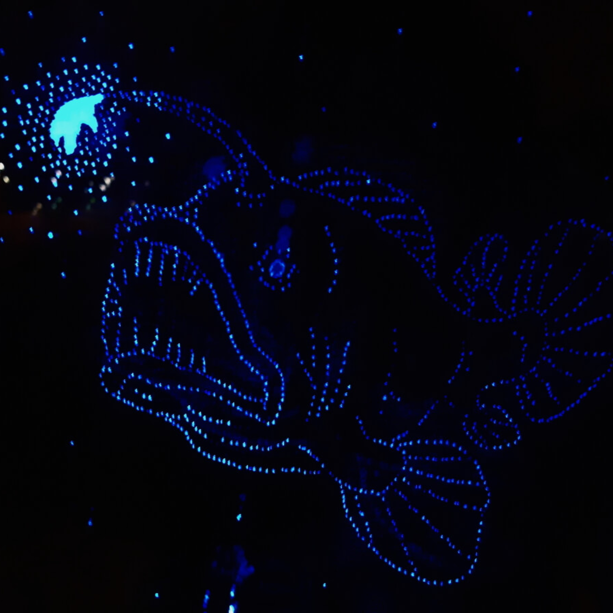Rei'itystekniikalla tehty valaistu kala-hahmo.