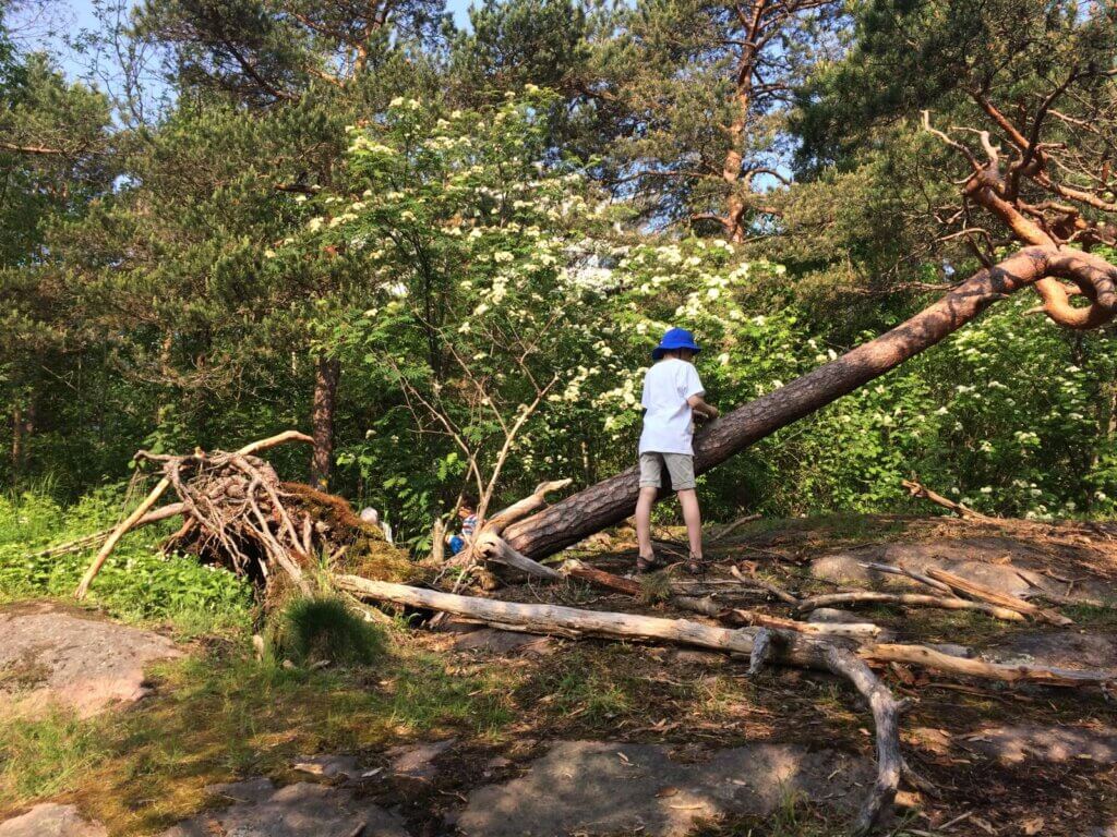 Poika katsomassa kaatunutta männyn runkoa kesäisessä metsässä.